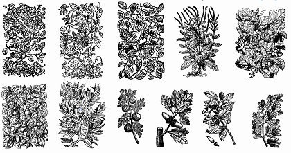 11 Old Plant Engravings Vector