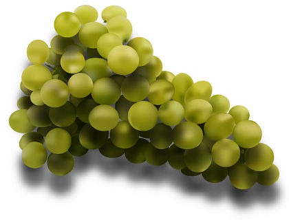 Free lifelike portrait Grapes Vector