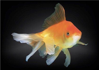 Goldfish Vector