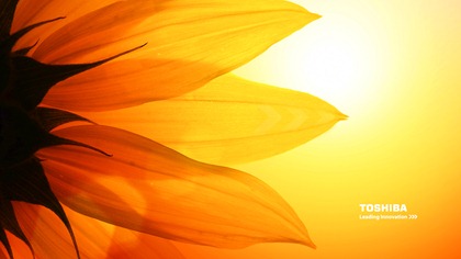 Toshiba_wallpaper_sunflower