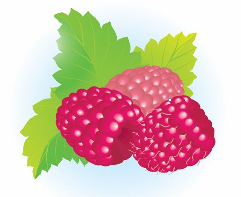 Free Raspberries Vector Illustration