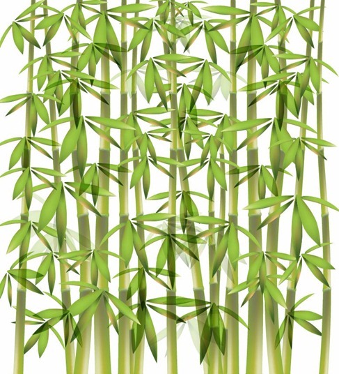 Bamboo Vector Illustration