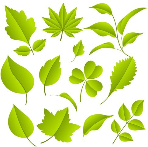 Free Green Leaves Vector Graphic Set