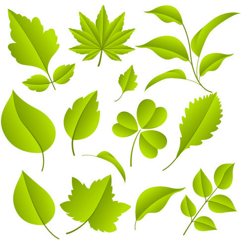 Free Green Leaves Vector Graphic Set