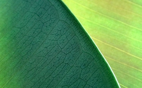 NaturePatterns04_preview