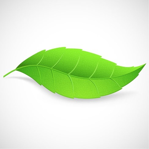 Green Leaf Vector Illustration