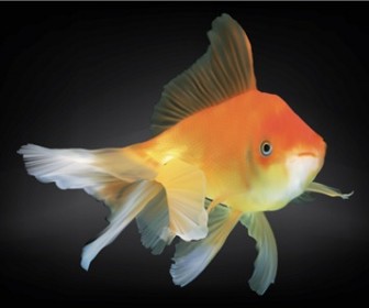 Free Goldfish Vector