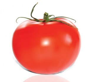 Tomato Vector