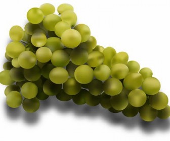 Free lifelike portrait Grapes Vector