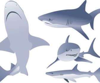 Free Vector Shark Illustrations