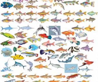 Big Vector Collection of Different Fish