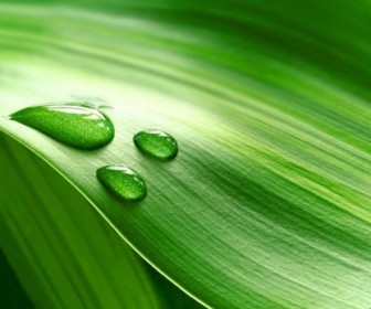 Water Drops On Fresh Green Leaf