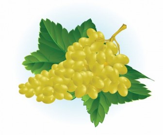 Free Grape Vector Illustration