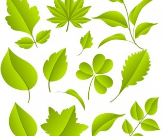 Green Leaves Vector Graphic Set