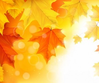 Autumn Maple Leaves Background Illustration Vector