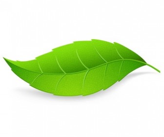 Green Leaf Isolated on White Background Vector Illustration