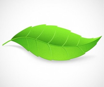 Green Leaf Vector Illustration